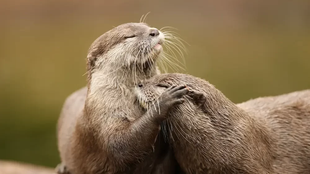 Oriental Short-Clawed Otters