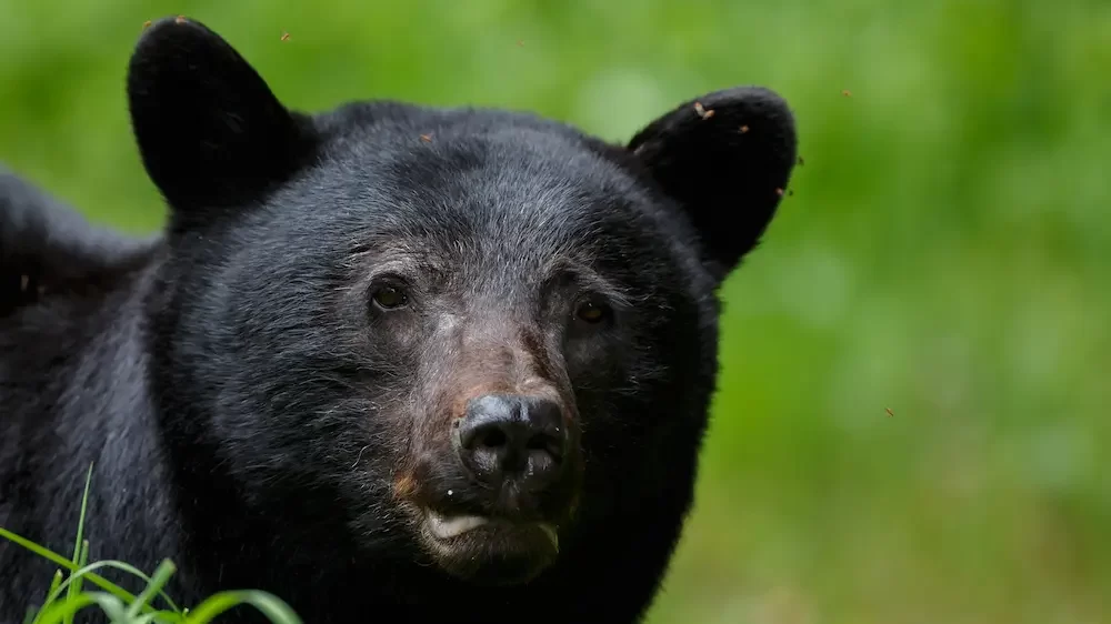 Black Bear