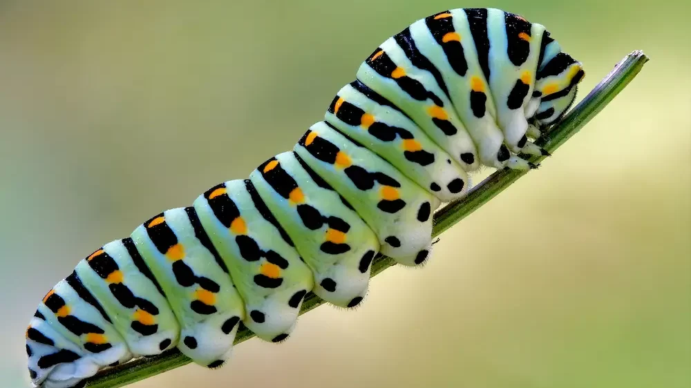 Caterpillar