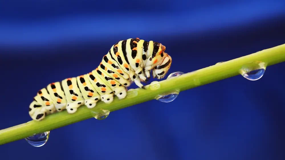 Caterpillar