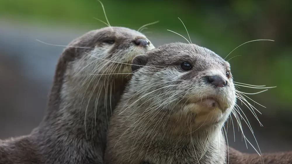 Eurasian river otters