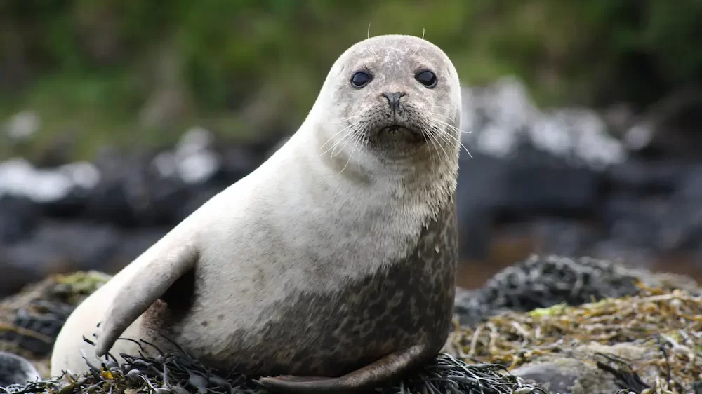 Seal Names (185+ Best, Cute & Funny Naming Ideas)