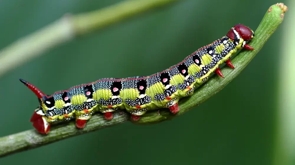 Caterpillar