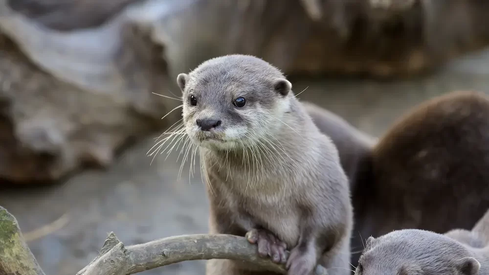 Family Oriental small-clawed otter