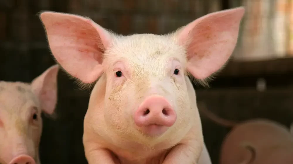 Pig