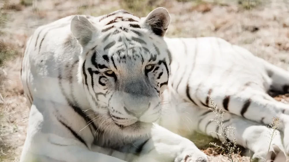 White Tiger