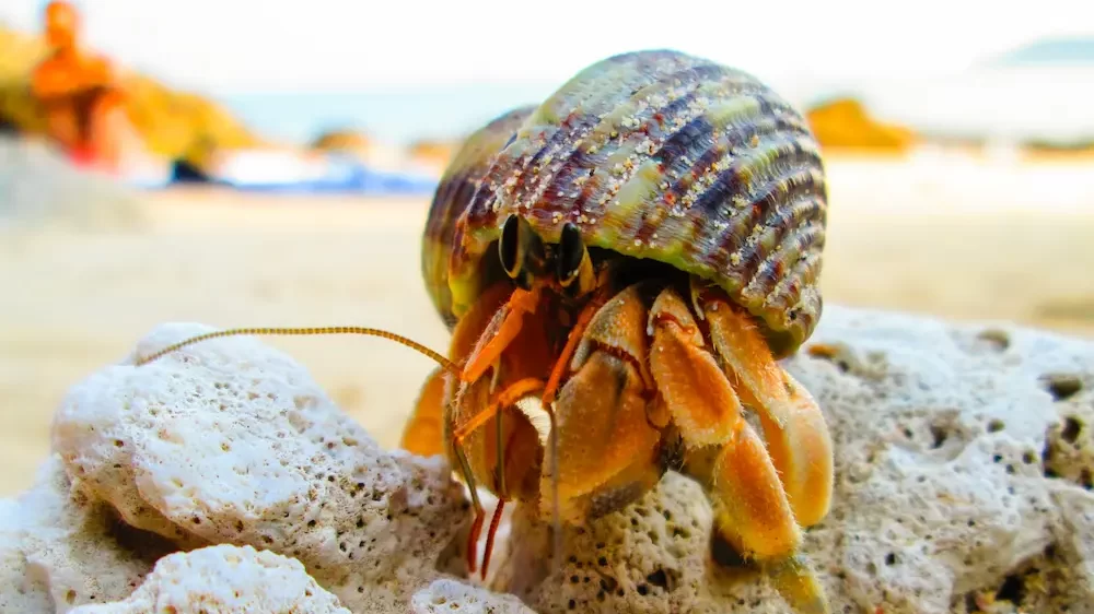 Hermit Crab