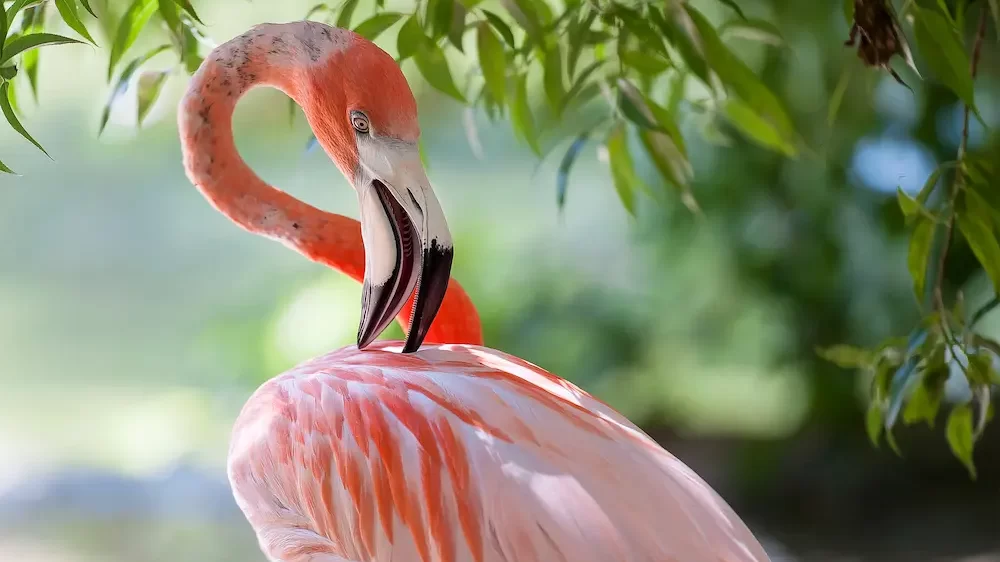 Flamingo