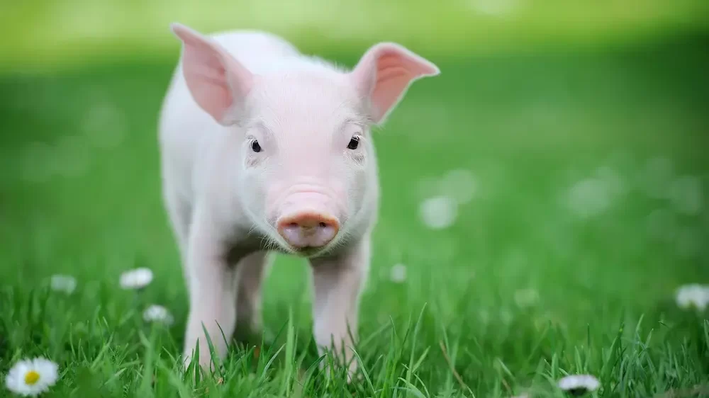 Cute Pig