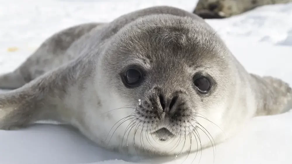 Seal