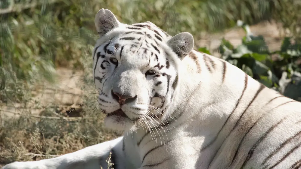 White Tiger