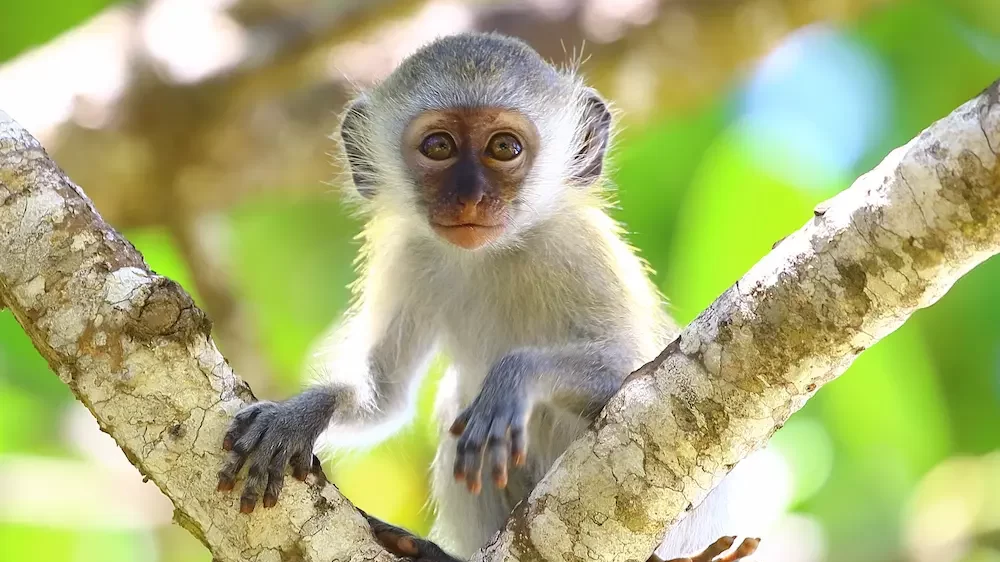 Marmoset Baby Monkey