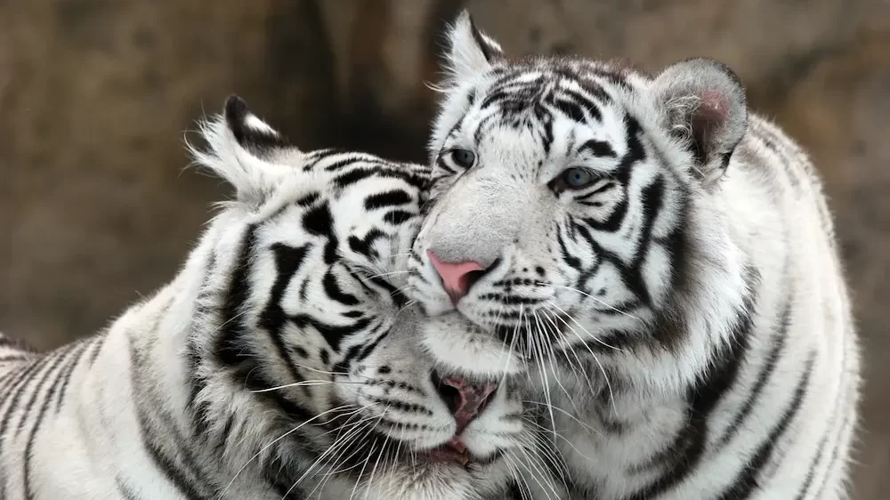 White Tigers