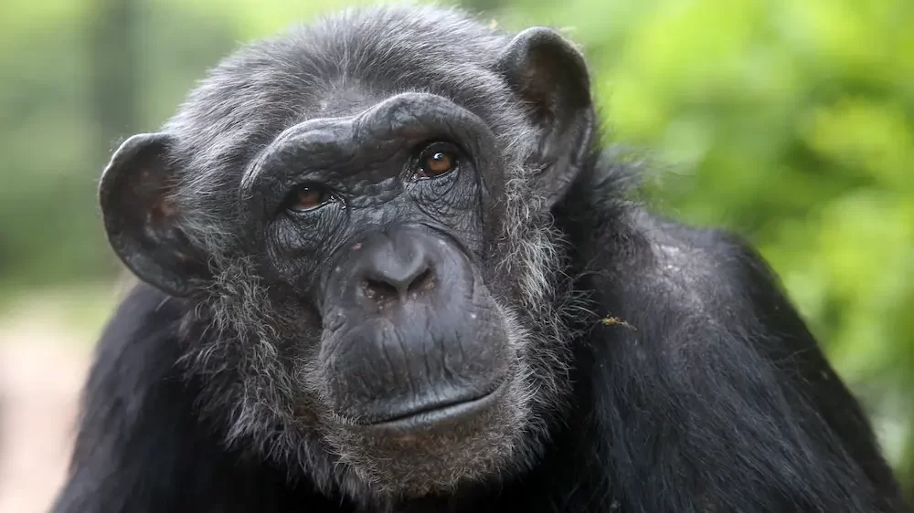 Chimpanzee Monkey