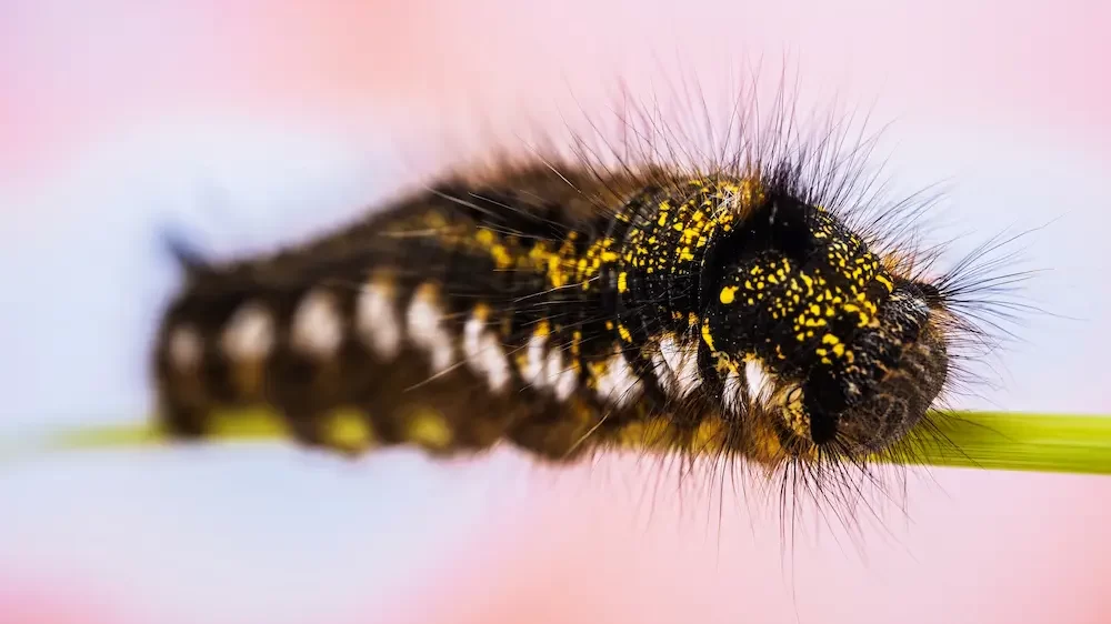 Caterpillar