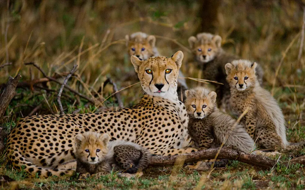 Cheetah mother with her cubs