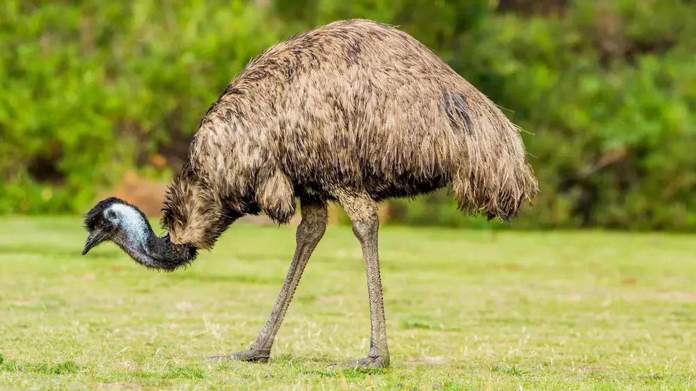 Emu