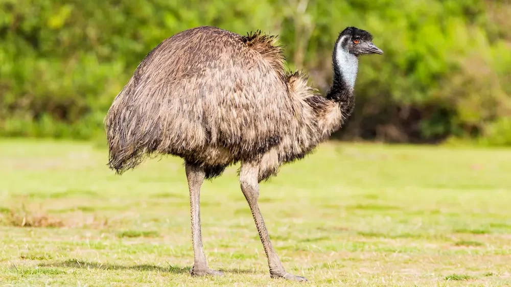 Emu