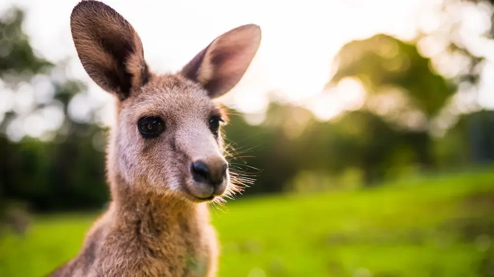 Kangaroo Names (649+ Best, Funny & Cute Ideas)