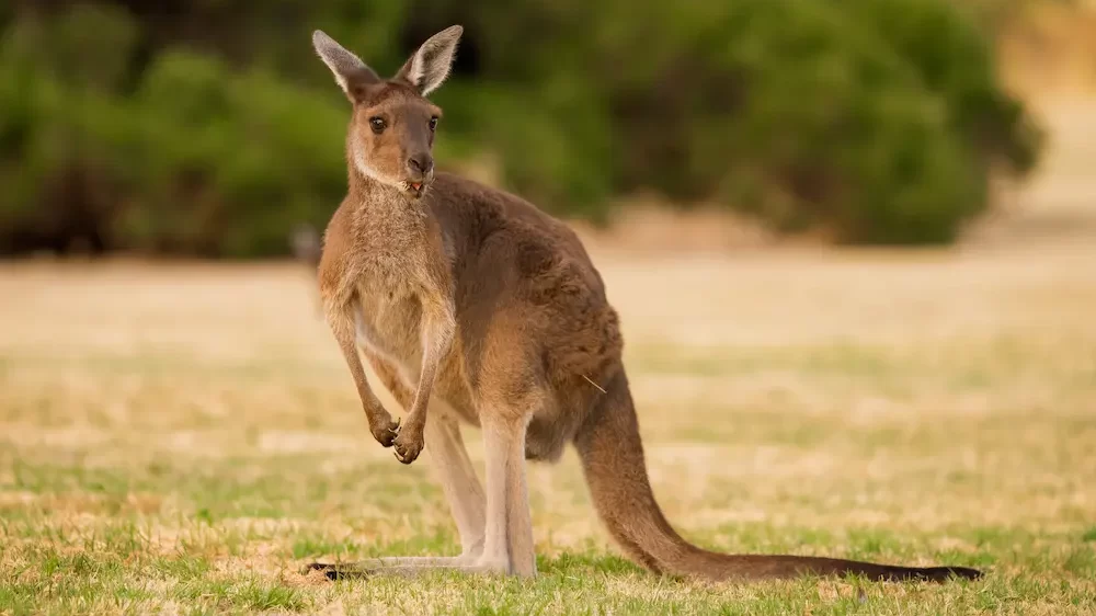 Kangaroo