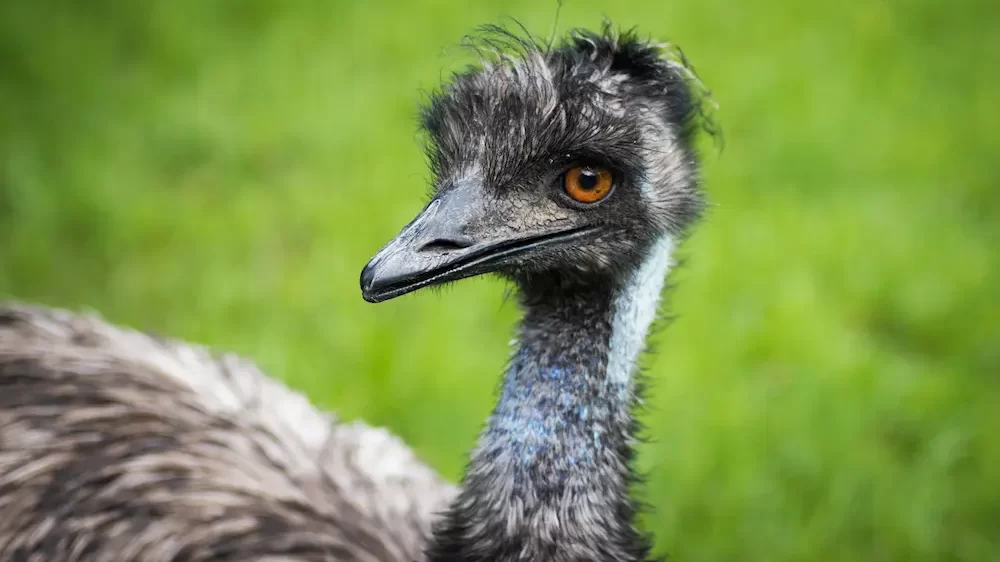 Emu