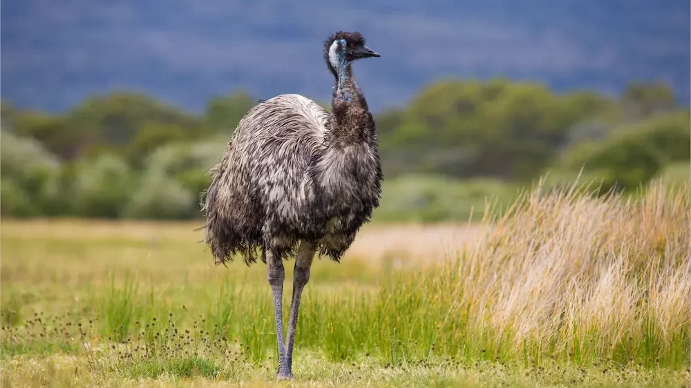 Emu