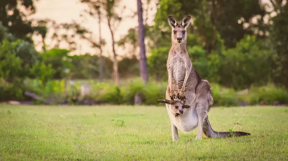 Kangaroo Names (649+ Best, Funny & Cute Ideas)