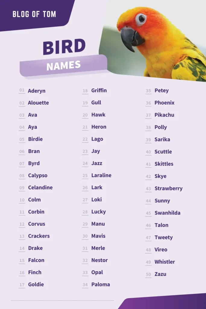 Bird Names Infographic