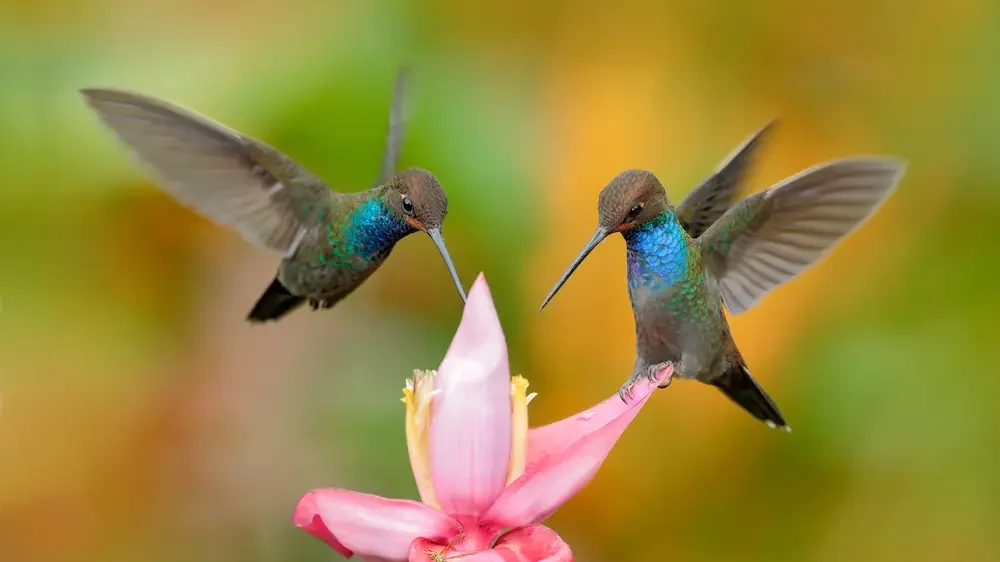 White-tailed Hillstar, Urochroa bougueri, two hummingbirds