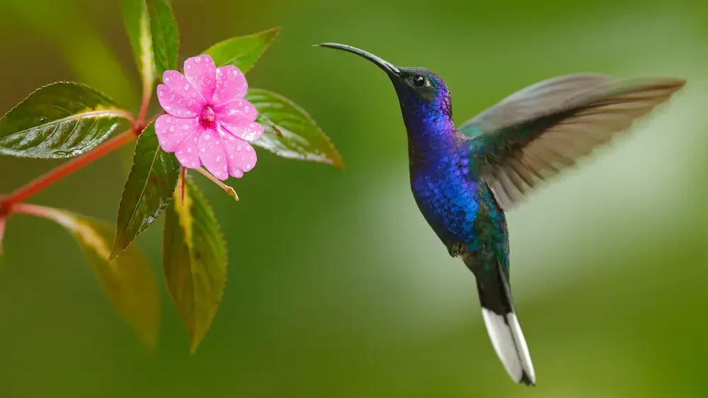 Hummingbird Violet Sabrewing