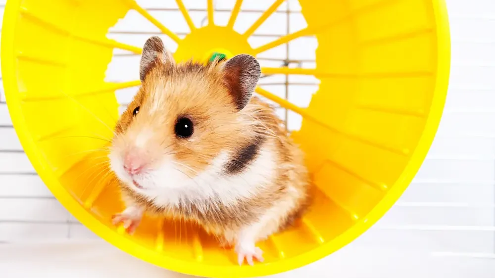 Teddy bear hamster / Syrian hamster on a yellow hamster wheel