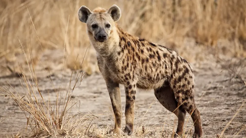 Spotted Hyena