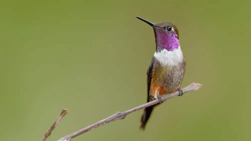 Beautiful hummingbird in nature