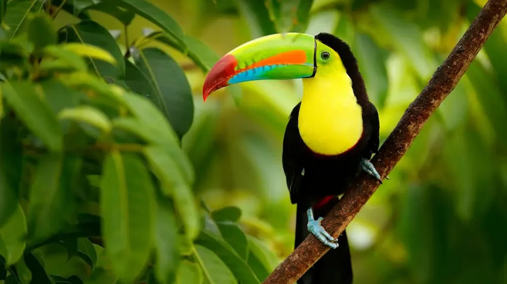 Keel-billed Toucan