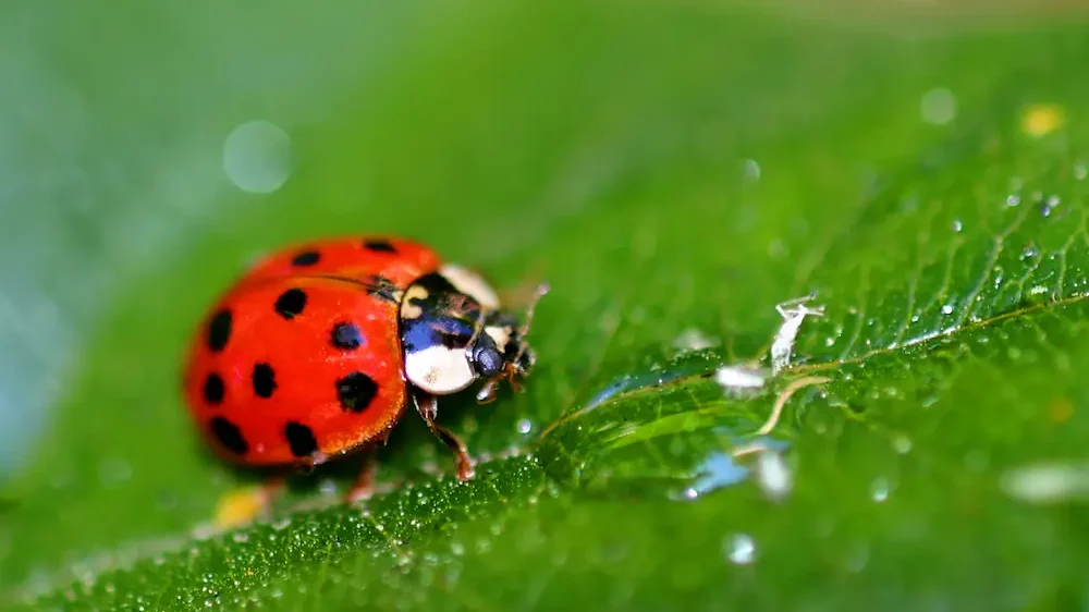 Lady bug