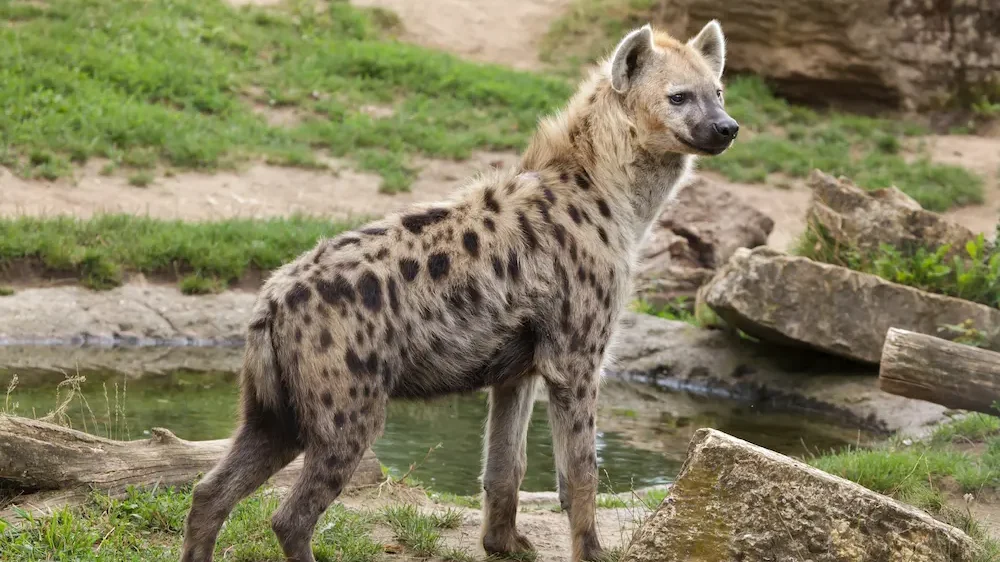 Spotted Hyena