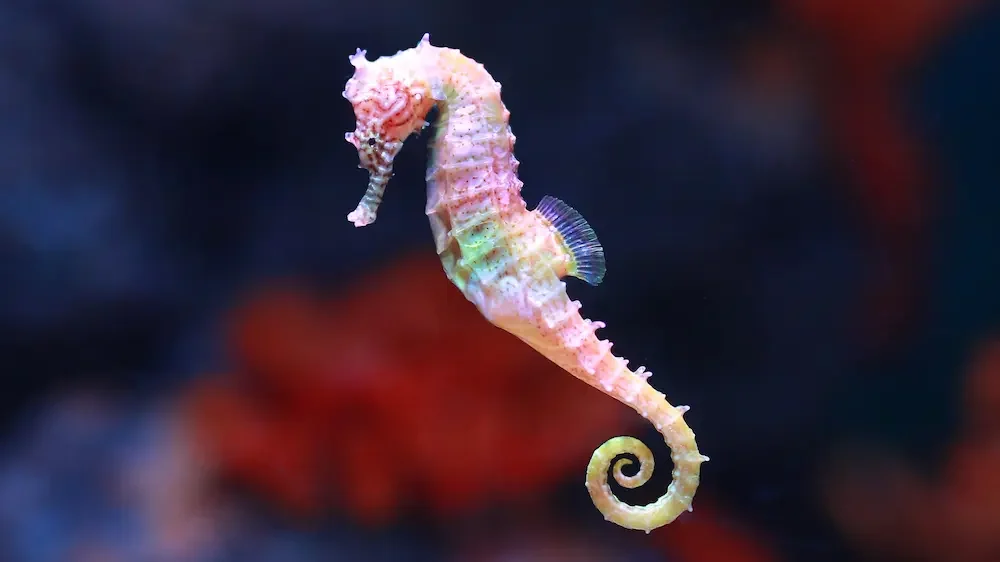 Seahorse