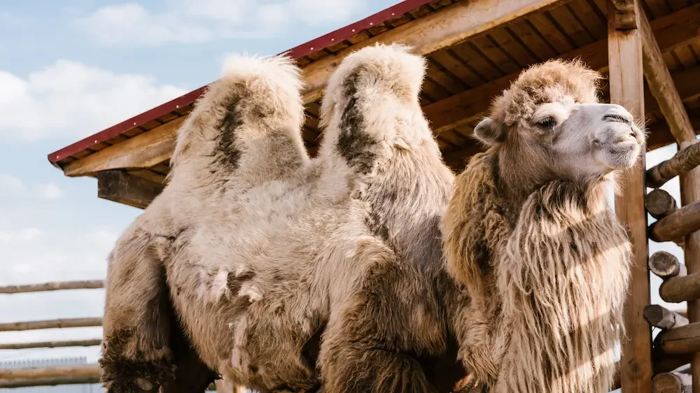 Closeup view of two humped camel standing