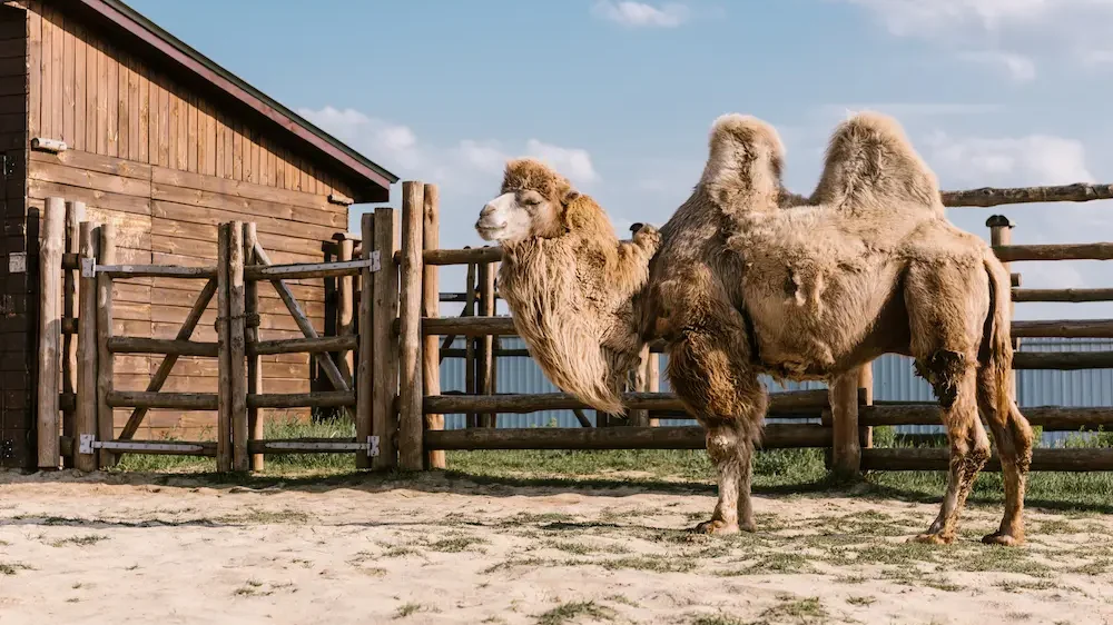 Side view of two humped camel