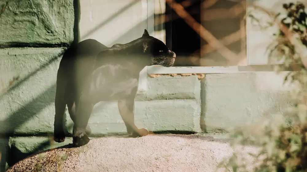 Black panther at a zoo