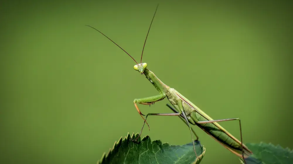 European Mantis