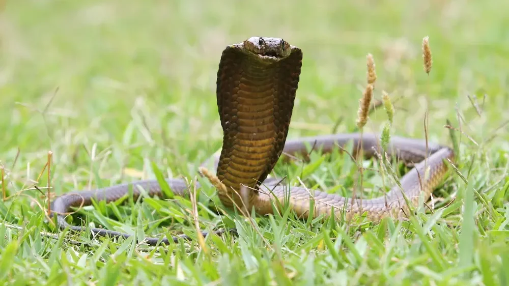 Cape Cobra Snake