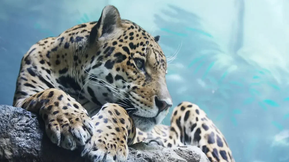 Jaguar