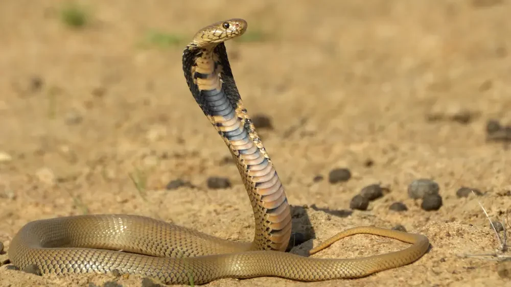 Mozambique spitting cobra