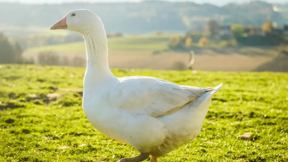 White Goose