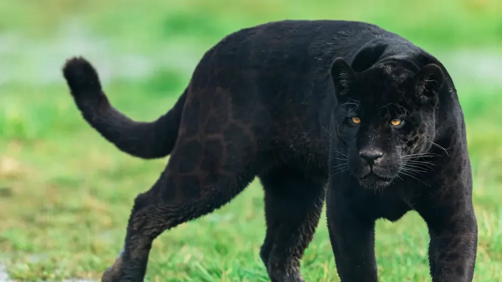 Black Jaguar