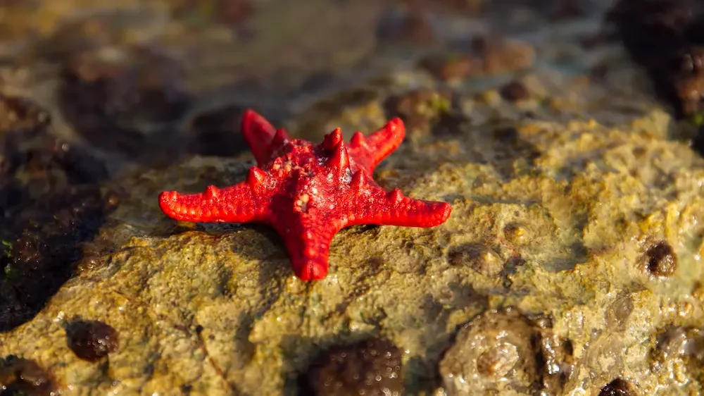 Red Starfish