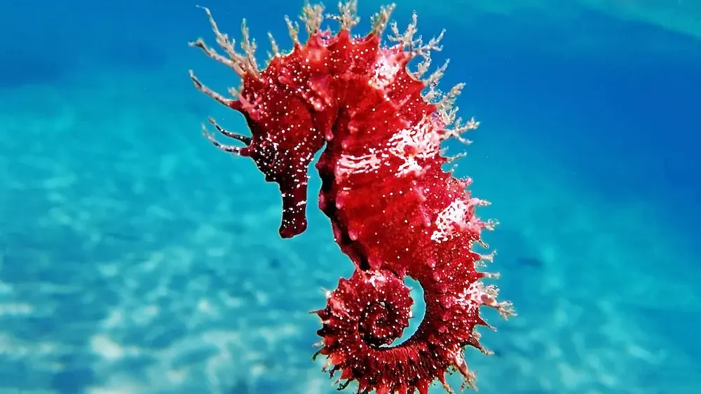Red long-snouted seahorse