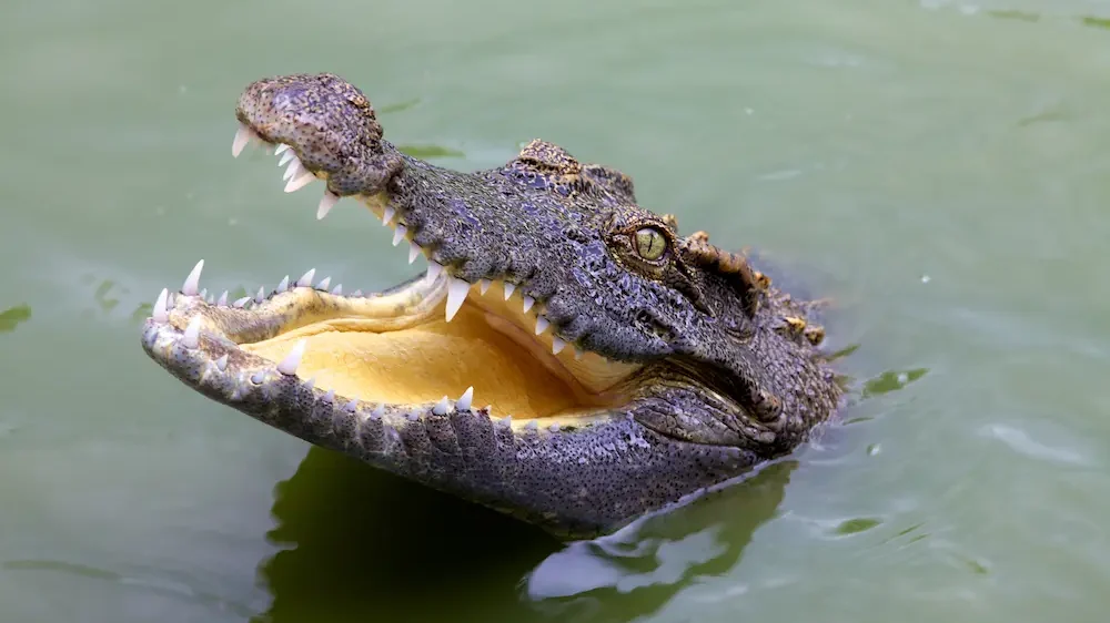Crocodile Open Mouth