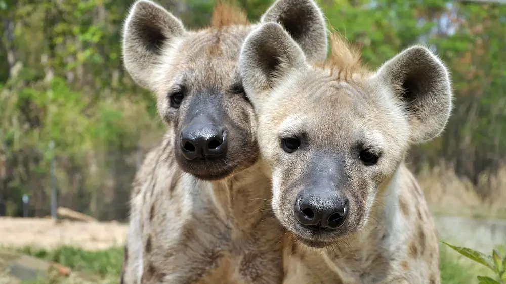 Spotted Hyenas